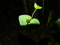 Euphorbia angulatus