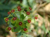 Euphorbia broteroi
