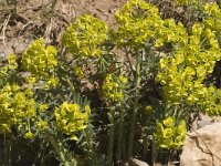 Euphorbia cyparissias, Cypress Spurge