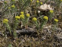 Euphorbia cyparissias 45, Cipreswolfsmelk, Saxifraga-Willem van Kruijsbergen