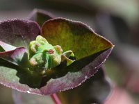 Euphorbia dulcis 5, Zoete wolfsmelk, Saxifraga-Rutger Barendse