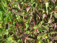 Euphorbia dulcis 7, Zoete wolfsmelk, Saxifraga-Rutger Barendse