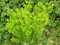 Euphorbia dulcis 11, Zoete wolfsmelk, Saxifraga-Rutger Barendse