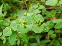 Euphorbia dulcis 6, Zoete wolfsmelk, Saxifraga-Rutger Barendse