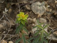 Euphorbia epithymoides 1, Kleurige wolfsmelk, Saxifraga-Willem van Kruijsbergen