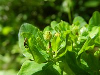 Euphorbia epithymoides 2, Kleurige wolfsmelk, Saxifraga-Rutger Barendse