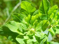 Euphorbia epithymoides 3, Kleurige wolfsmelk, Saxifraga-Rutger Barendse