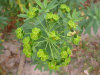 Euphorbia esula 1, Heksenmelk, Saxifraga-Peter Meininger