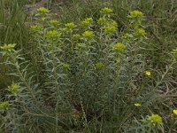 Euphorbia esula 11, Heksenmelk, Saxifraga-Willem van Kruijsbergen