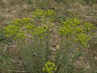 Euphorbia esula 12, Heksenmelk, Saxifraga-Willem van Kruijsbergen