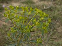 Euphorbia esula 13, Heksenmelk, Saxifraga-Willem van Kruijsbergen