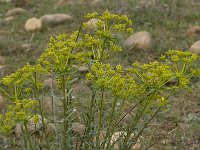 Euphorbia esula 14, Heksenmelk, Saxifraga-Willem van Kruijsbergen