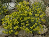 Euphorbia esula 15, Heksenmelk, Saxifraga-Willem van Kruijsbergen