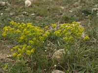 Euphorbia esula 16, Heksenmelk, Saxifraga-Willem van Kruijsbergen