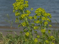 Euphorbia esula 19, Heksenmelk, Saxifraga-Jan van der Straaten