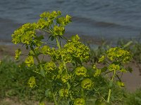 Euphorbia esula 21, Heksenmelk, Saxifraga-Jan van der Straaten