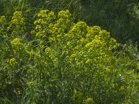 Euphorbia esula 23, Heksenmelk, Saxifraga-Jan van der Straaten