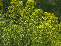 Euphorbia esula 24, Heksenmelk, Saxifraga-Jan van der Straaten