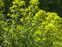 Euphorbia esula 25, Heksenmelk, Saxifraga-Jan van der Straaten