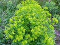 Euphorbia esula 33, Heksenmelk, Saxifraga-Ed Stikvoort