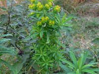 Euphorbia esula 35, Heksenmelk, Saxifraga-Ed Stikvoort