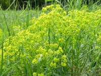 Euphorbia esula 40, Heksenmelk, Saxifraga-Rutger Barendse