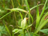 Euphorbia esula 43, Heksenmelk, Saxifraga-Rutger Barendse