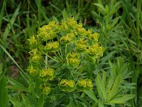 Euphorbia esula ssp esula 2, Heksenmelk, Saxifraga-Willem van Kruijsbergen