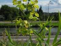 Euphorbia esula ssp tommasiniana 4, Roedewolfsmelk, Saxifraga-Rutger Barendse