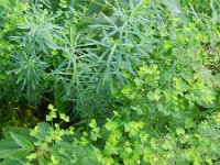 Euphorbia esula ssp tommasiniana 49, Roedewolfsmelk, Saxifraga-Rutger Barendse