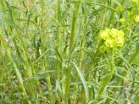 Euphorbia esula ssp tommasiniana 58, Roedewolfsmelk, Saxifraga-Rutger Barendse