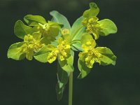 Euphorbia falcata, Sickle Spurge
