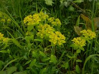 Euphorbia flavicoma 7, Saxifraga-Peter Meininger