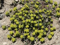 Euphorbia flavicoma ssp occidentalis 6, Saxifraga-Willem van Kruijsbergen