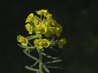 Euphorbia graminifolia