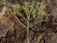 Euphorbia lamarcki