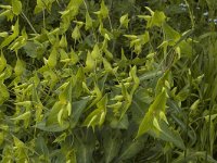 Euphorbia lathyris, Caper Spurge