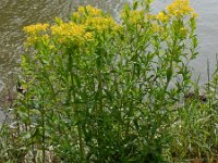 Euphorbia palustris 15, Moeraswolfsmelk, Saxifraga-Ed Stikvoort