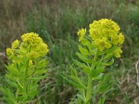 Euphorbia palustris 1, Moeraswolfsmelk, Saxifraga-Dirk Hilbers