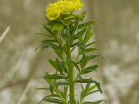 Euphorbia palustris 10, Moeraswolfsmelk, Saxifraga-Willem van Kruijsbergen