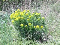 Euphorbia palustris 11, Moeraswolfsmelk, Saxifraga-Peter Meininger