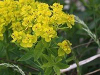 Euphorbia palustris 12, Moeraswolfsmelk, Saxifraga-Peter Meininger