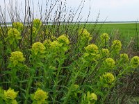 Euphorbia palustris 2, Moeraswolfsmelk, Saxifraga-Dirk Hilbers