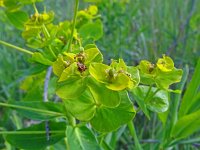 Euphorbia palustris 26, Moeraswolfsmelk, Saxifraga-Hans Grotenhuis