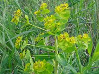 Euphorbia palustris 28, Moeraswolfsmelk, Saxifraga-Hans Grotenhuis