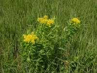 Euphorbia palustris 4, Moeraswolfsmelk, Saxifraga-Peter Meininger