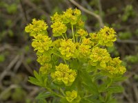 Euphorbia palustris 5, Moeraswolfsmelk, Saxifraga-Willem van Kruijsbergen