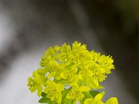 Euphorbia palustris 8, Moeraswolfsmelk, Saxigraga-Jan Nijendijk