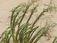 Euphorbia paralias, Sea Spurge