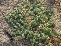 Euphorbia peplus, Petty Spurge